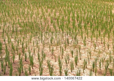 young rice planted on dry soil in paddy field drought in Thailand.