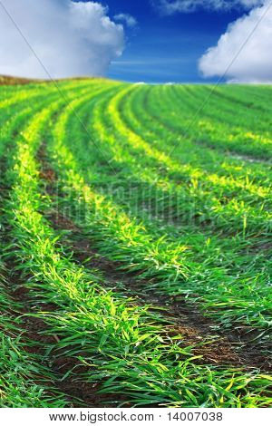 Campo con planta