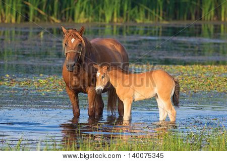 Sorrel horse and foal drink water on the bog
