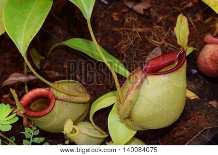Beautiful pitcher carnivorous plant pot Nepenthes in Vietnam with exotic pitcher