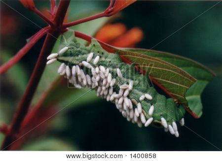 Caterpillar