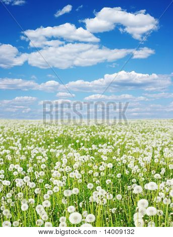 Field with fluffy dandelions and blue sky