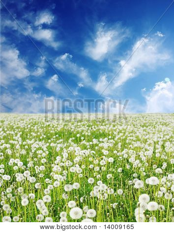 Field with fluffy dandelions and blue sky