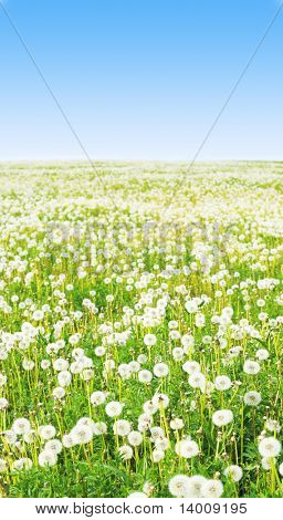 Field with fluffy dandelions and blue sky