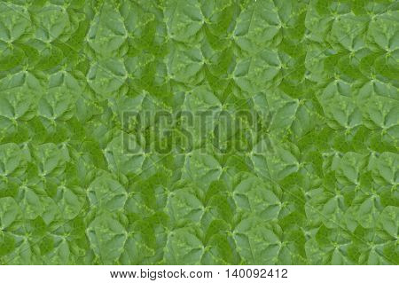 fresh green ivy gound leaves plants pattern background