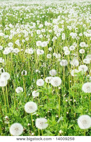Field with fluffy dandelions