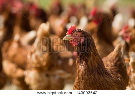Closeup of a red chicken on a farm in nature. Hens in a free range farm. Chickens walking in the farm yard.