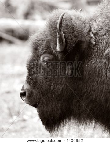 Buffalo1_Bw