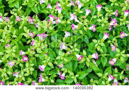 close up pink Wishbone flower in garden