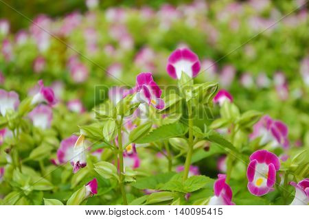 close up pink Wishbone flower in garden