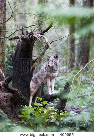 Coyote