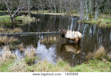Elk_Lake