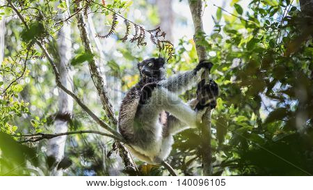 Endemic Indri lemur in natural habitat. Madagascar