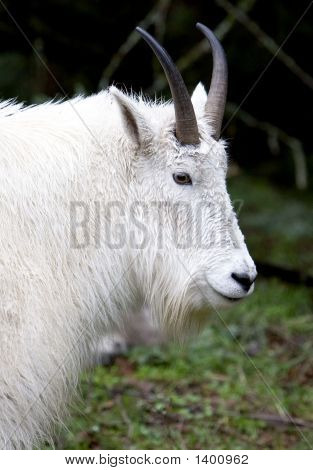 Capra