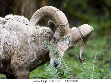 Ram3