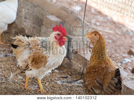Beautiful Rooster