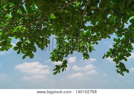 Green leaf with blue sky background .