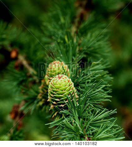 Young Sprouts Green Fir Cones into Green Needles on Blurred Fir Branches background Outdoors. Focus on Cone