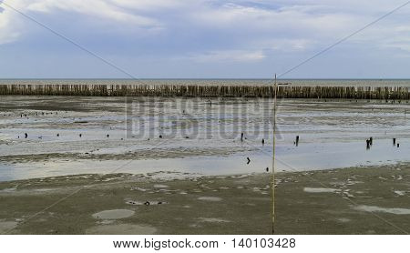 Bamboo wall protect scour from sea tide at seashore.