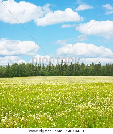 Green meadow blue sky with clouds and edge of forest