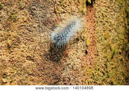 beautiful big worm movement on tree .