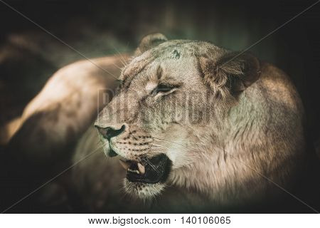 portrait the animal African lioness lying close-up