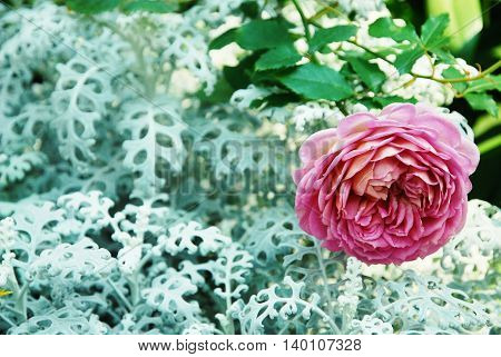 Beautiful vivid flowers in a botanical garden