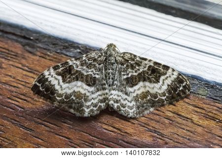 A common carpet is sitting at the window