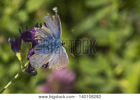A chalkhill blue is sitting on a blue bell