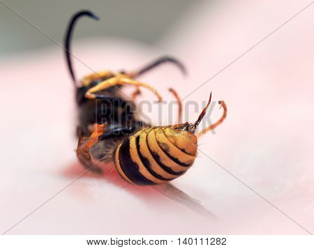 Dead insect wasp on a man's hand. The sting of a wasp closeup