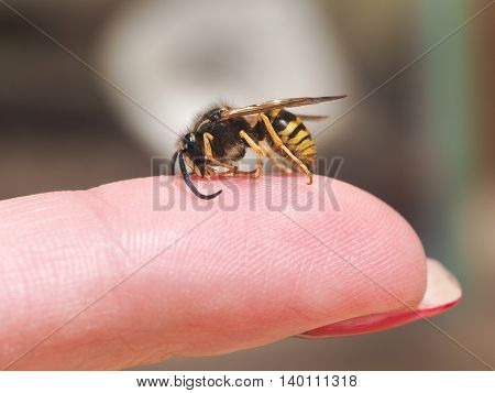 Insect wasp on a female finger. macro