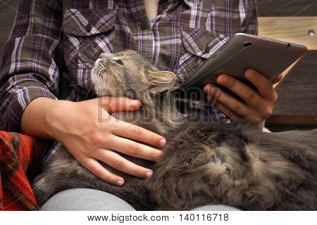 Female Hands, Teenager. The Tablet. Fluffy Gray Cat. Concept, Idea - The Convenience, Comfort, Commu