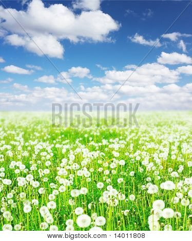 Meadow with dandelions and blue sky with clouds