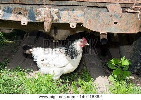 Old and rusty iron car. Under auto is a white chicken.