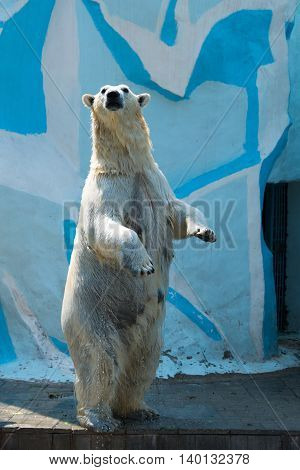 polar bear standing on its hind legs at zoo