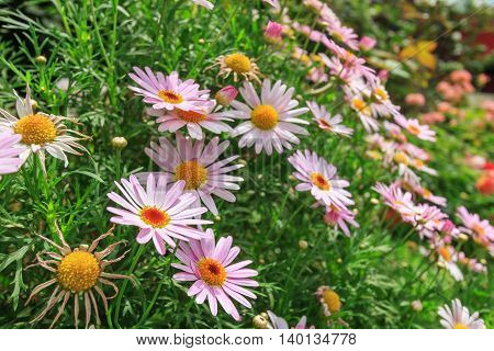 Beautiful pink daisy flowers in the garden