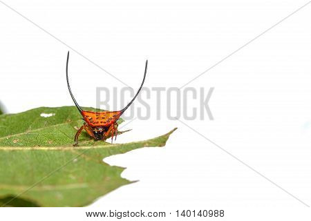 Macracantha arcuate on the leaves on a white background