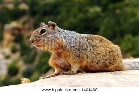 Squirl
