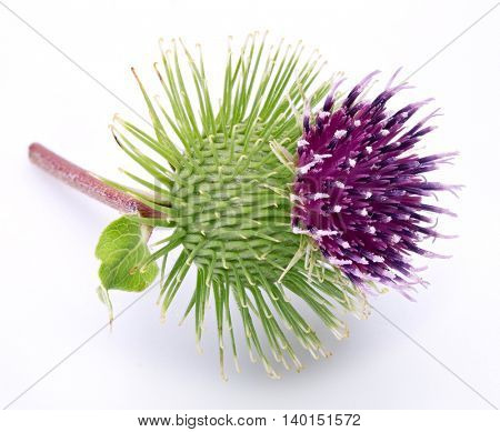 Prickly head of burdock flower on a white background.