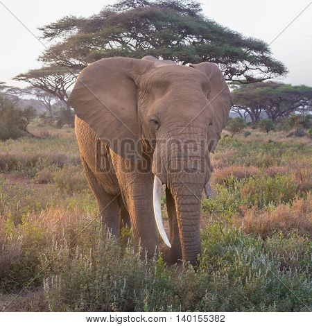 Elephant in Amboseli national park in Kenya.