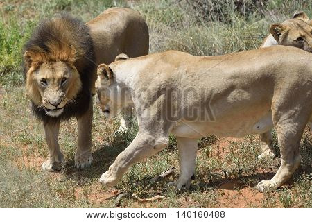 Lions In Bushveld, Namibia