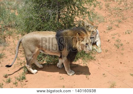 Lions In Bushveld, Namibia