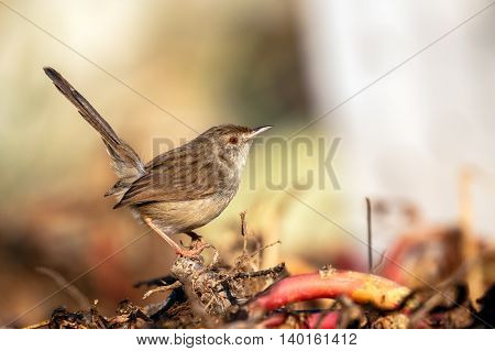 Graceful Prinia in a farm in Bahrain
