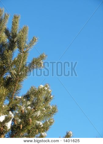 Snedækkede Evergreen