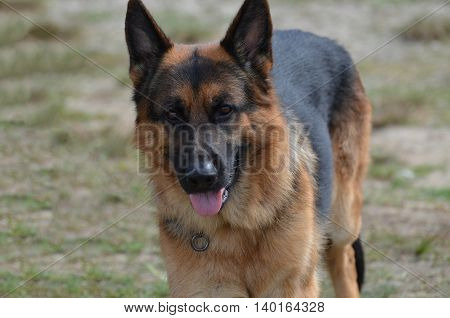 Beautiful loveable German shepherd dog in a yard.