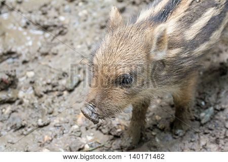 Portrait of a tiny piglet in a wildpark