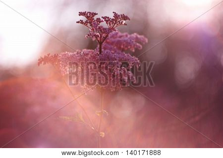Beauty pink flower background with soft focus. Pink spiraea fluffy flowers.
