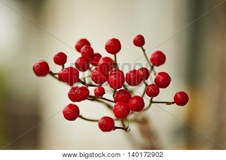 Red Hypericum berries for floral arrangements. Close