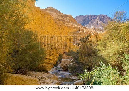 The fresh and shady area at the mountin river in deep gorge Ein Gedi Israel.