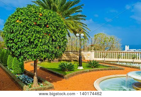 The scenic orange tree with bright fruits in Bahai Gardens Haifa Israel.